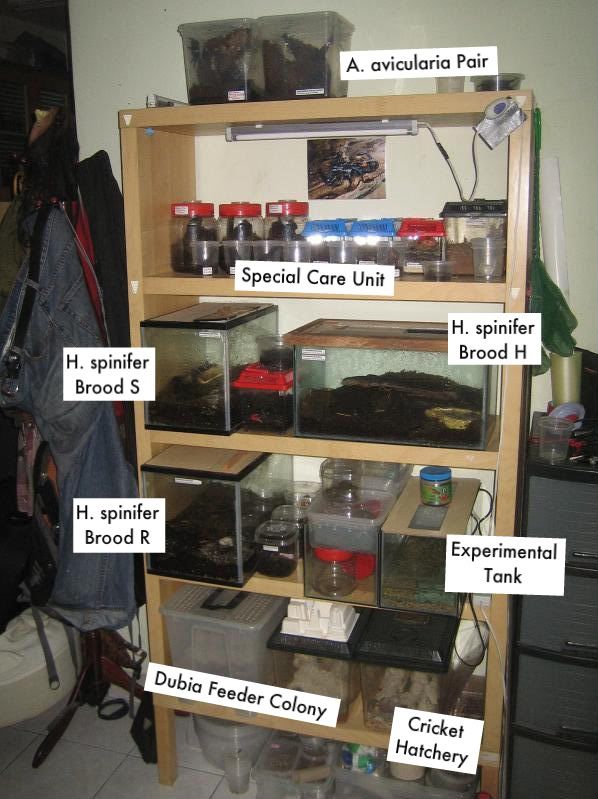 Scorpion Enclosure Setups Page 14 Arachnoboards